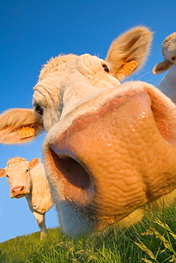 Close Up of Cow's Nose