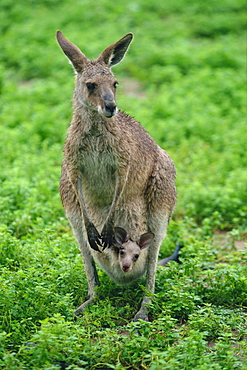 Eastern Grey Kangaroo