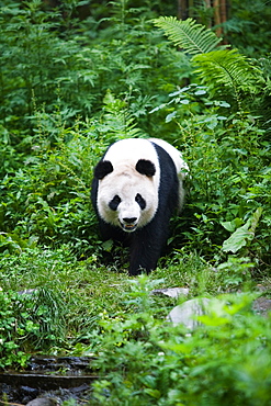 Panda, China