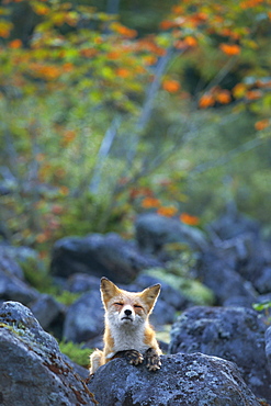 Ezo Red Fox, Hokkaido, Japan　