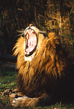 Lion Roaring