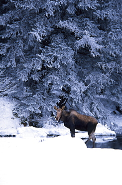 Moose Standing in River in Wintertime Scene