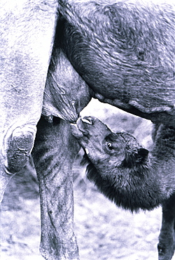 Baby Camel Drinking from Mother Camel