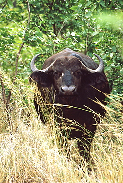 African Buffalo