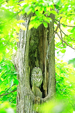 Ezo Ural Owl