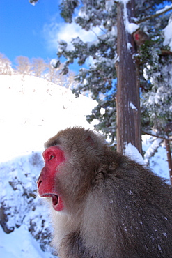 Japanese Monkey