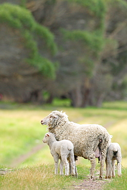 Australia Kangaroo Island