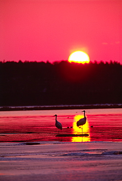 Hokkaido Japanese Crane