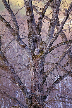 Ezo Ural Owl