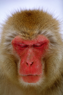 Japanese Monkey