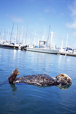 Californian Sea Otter