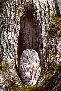 Ezo Ural Owl