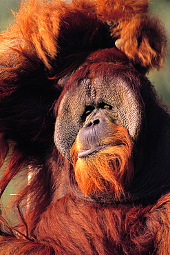 Orangutan Scratching its Head
