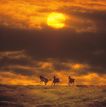 Horses trotting with sun in background