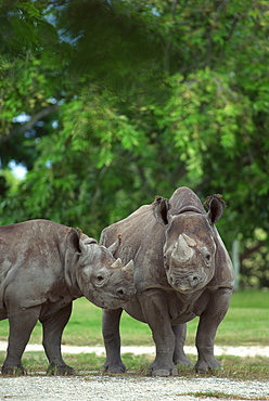 Rhinoceros by trees