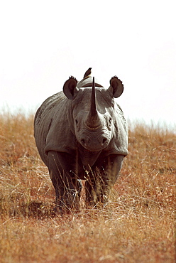 White Rhino walking in savanna