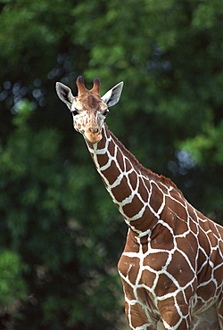 Reticulated Giraffe in savanna