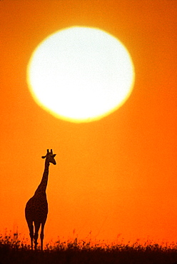 Giraffe and sun