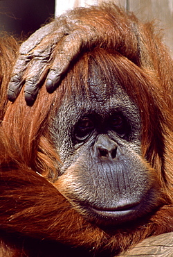 Orangutan headshot