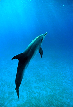 Bottlenose Dolphin swimming