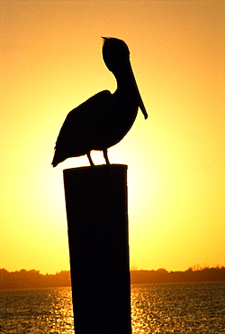 Brown pelican