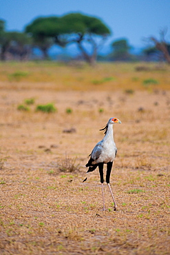 Bird at Amboseli National Park, Kenya