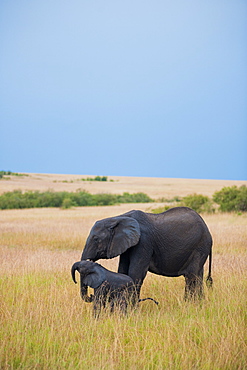 Elephants at Amboseli National Park, Kenya