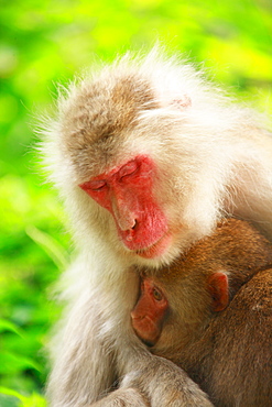 Japanese Macaque, Nagano, Japan