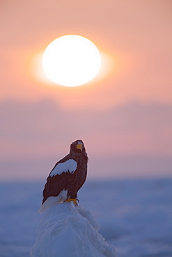 Sea eagle