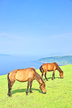 Horses, Japan