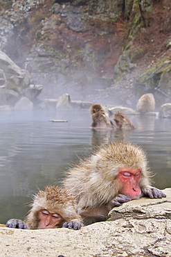 Japanese monkeys