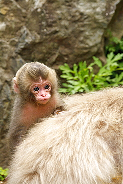 Snow Monkeys