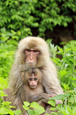 Snow monkeys