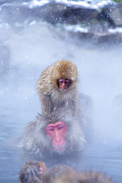 Snow Monkeys