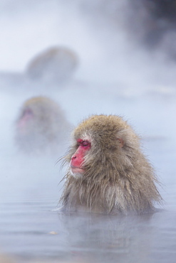 Snow Monkeys