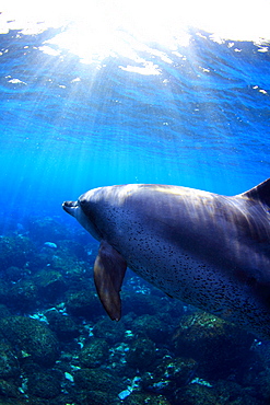 Dolphin swimming underwater