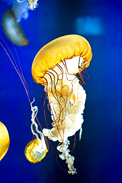 Sea Nettle