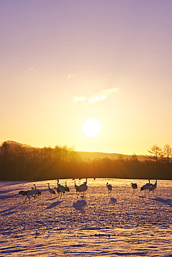 Red-Crowned Crane herd