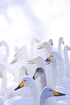 Swan Flock