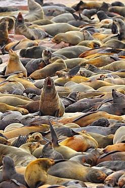 Fur Seal