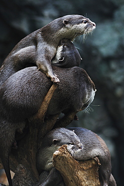 Oriental Small-Clawed Otters