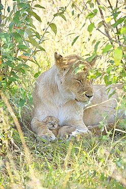 Lioness