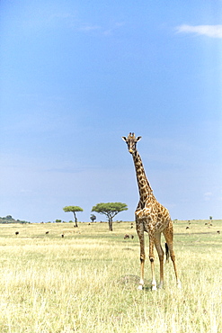 Giraffe