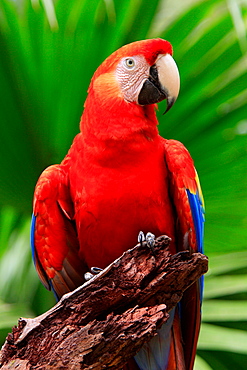 Parrot