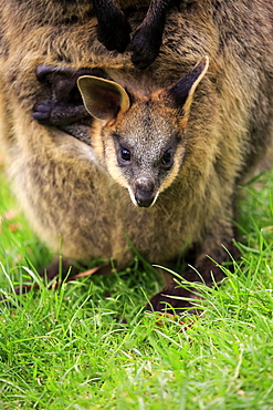 Agile Wallaby, (Macropus agilis), young looking out of pouch, Cuddly Creek, South Australia, Australia