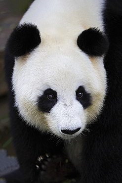 Giant Panda, (Ailuropoda melanoleuca), adult portrait, Adelaide, South Australia, Australia