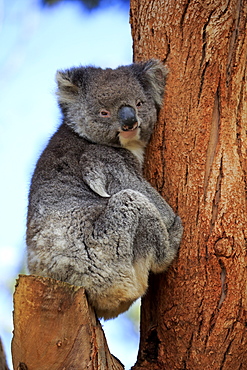 Koala, (Phascolarctos cinereus), adult on tree, Kangaroo Island, South Australia, Australia