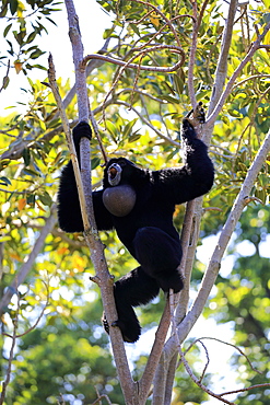 Siamang, (Symphalangus syndactylus), adult calling on tree, Southeast Asia, Asia