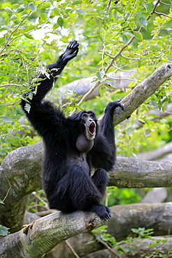 Siamang, (Symphalangus syndactylus), adult calling, captive, Southeast Asia