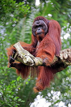 Orang Utan, Pongo pygmaeus, adult male on tree, captive, Singapore, Southeast Asia